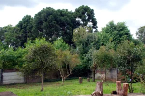 Onde o silêncio fala, o corpo dança e a alma sorri — bem-vindo ao Yoga Santa Felicidade