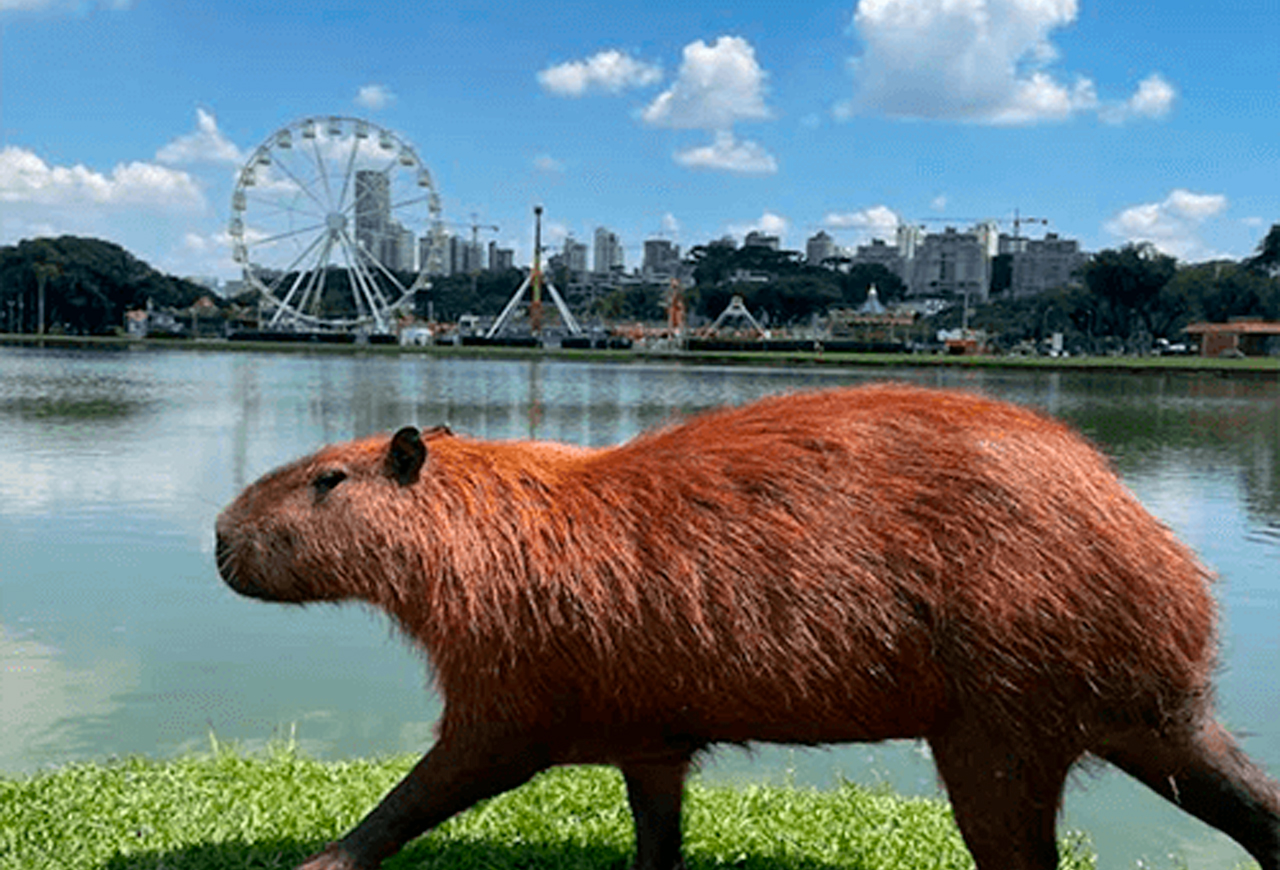 capivara no parque Barigui