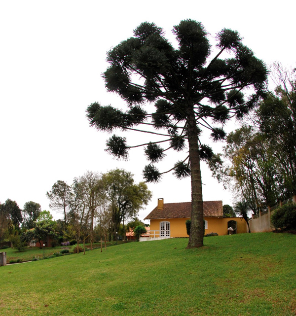 Verde de Santa Felicidade